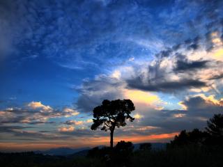обои Облака и дерево фото