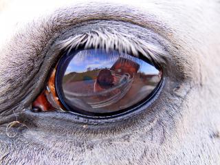 обои Красивый глаз лошади в отражении которого человек фото
