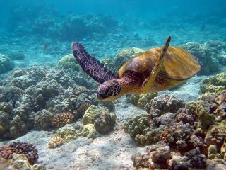 обои Морская черепаха проплывающая водоросли фото