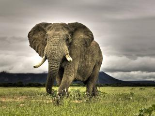 обои Большой красивый африканский слон в красивом поле фото