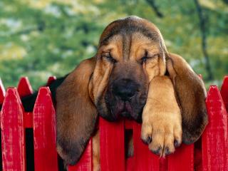 обои Большая спящая собака лежащая на красном заборе фото