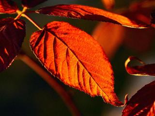 обои Багряные листья фото