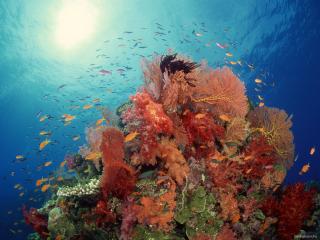 обои Красочный коралл фото