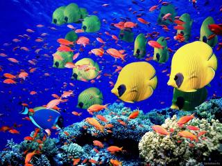 обои Красочный подводный мир фото