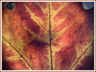 обои Осенний опавший дубовый лист фото