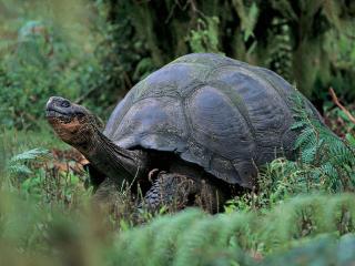 обои для рабочего стола: Giant Tortoise