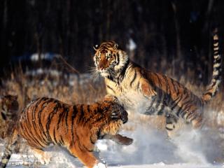 обои для рабочего стола: Тигры,   тигры играют