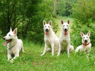 обои для рабочего стола: Berger Blanc Suisse