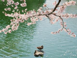 обои Цветущая ветка дерева и весеннее озеро фото