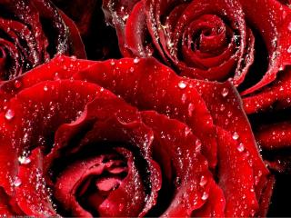 обои Розы покрытые росой фото