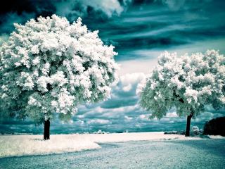 обои Белая зима фото