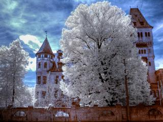 обои Снежное дерево HDR фото