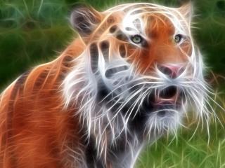 обои Красавец тигр фото