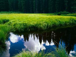 обои Лесная речка,  зеленая трава,  лес фото