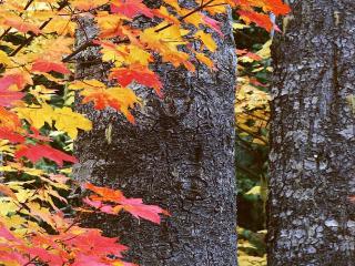 обои Осенний кленовый лес фото