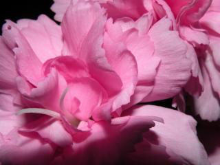 обои Розовые лепестки очень красивых цветов фото