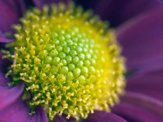 обои Пыльца великолепного цветка фото