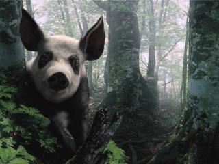 обои Полу панда - полу свинка фото