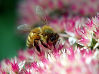 обои Пчела опыляет цветок фото