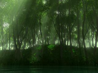 обои Темный зеленый лес фото