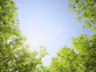 обои Весеннее небо между кронами деревьев фото