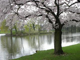 обои Дерево на берегу реки, весной фото