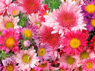 обои для рабочего стола: Красивые цветы на 8 марта