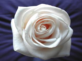 обои White Rose фото