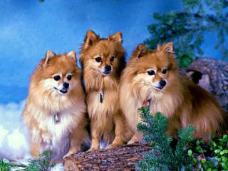обои Три пародистых собаки фото