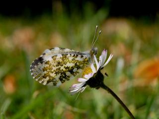 обои Бабочка на ромашке, размытый фон травы фото