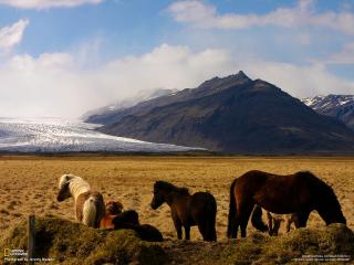 обои Лошади у гор фото