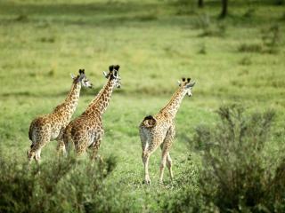 обои Три жирафа фото