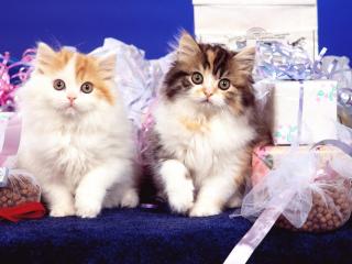 обои Два пушистых котенка среди подарков фото