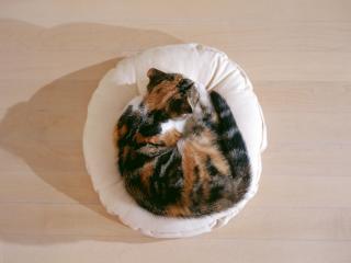 обои Котенок на белой круглой подушке фото