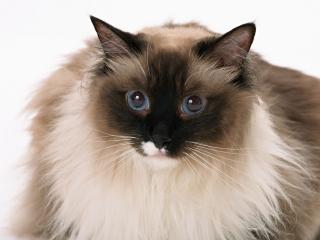 обои Кошка с голубыми глазами на белом фоне фото