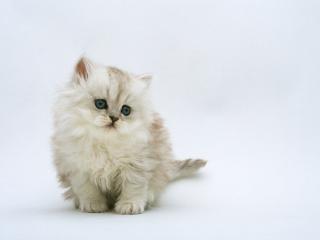обои На белом фоне серенький котенок фото
