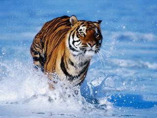 обои Бегущий по воде тигр фото