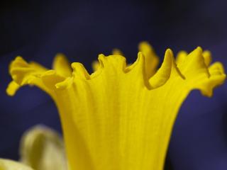 обои Желтый тюльпан фото