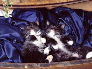 обои Котята спят на синей простыни фото