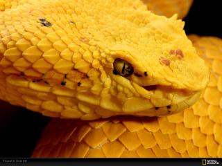 обои Желтая змея с широкой головой фото