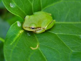 обои Зеленая маленькая лягушка фото