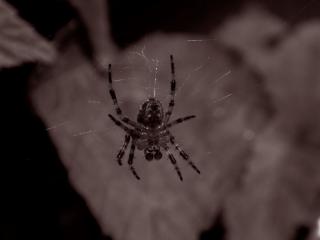 обои Черный большой паук фото