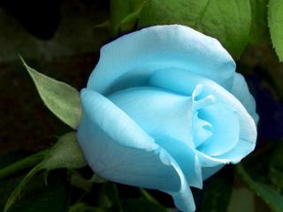 обои для рабочего стола: Красивая голубая роза