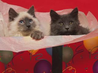 обои Котята в разноцветной коробке фото