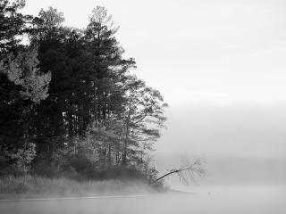 обои Лес покрытый туманом фото