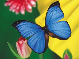 обои Красивая голубая бабочка фото