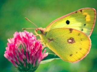 обои Невероятная бабочка фото