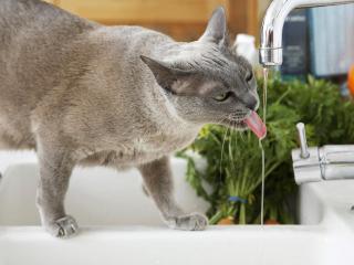 обои Кот пьет воду с крана фото