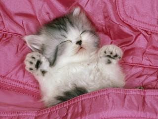 обои Котенок сладко спит в розовой постели фото