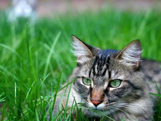 обои Кошка с зелеными глазами на зеленой траве фото